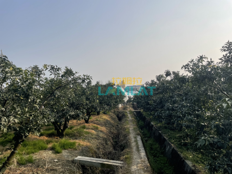 水溶肥廠家,柑橘種植,拉姆拉特種肥 水溶肥廠家,柑橘種植,拉姆拉特種肥