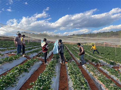 特種水溶肥,草莓種植,拉姆拉特種肥 特種水溶肥,草莓種植,拉姆拉特種肥