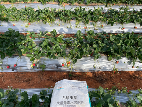 特種水溶肥,草莓種植,拉姆拉特種肥 特種水溶肥,草莓種植,拉姆拉特種肥