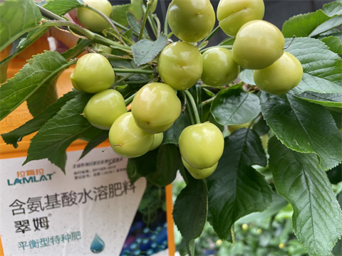 水溶肥廠家,櫻桃種植,翠姆水溶肥 水溶肥廠家,櫻桃種植,翠姆水溶肥