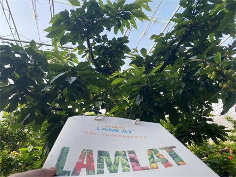 水溶肥廠家,櫻桃種植,翠姆水溶肥 水溶肥廠家,櫻桃種植,翠姆水溶肥