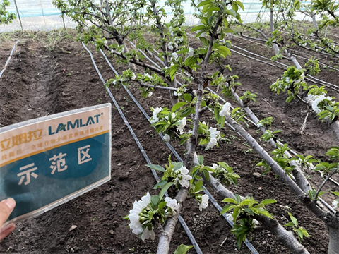 水溶肥廠家,櫻桃種植,翠姆水溶肥 水溶肥廠家,櫻桃種植,翠姆水溶肥