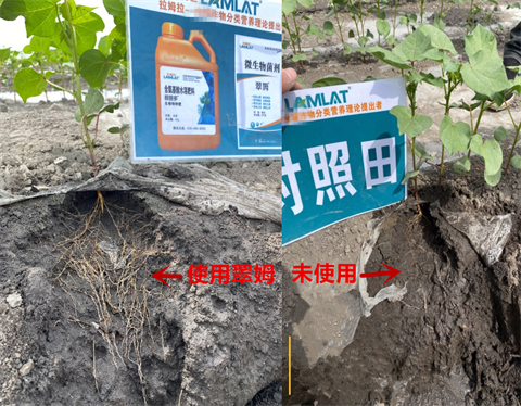 水溶肥廠家,棉花種植,翠姆水溶肥 水溶肥廠家,棉花種植,翠姆水溶肥