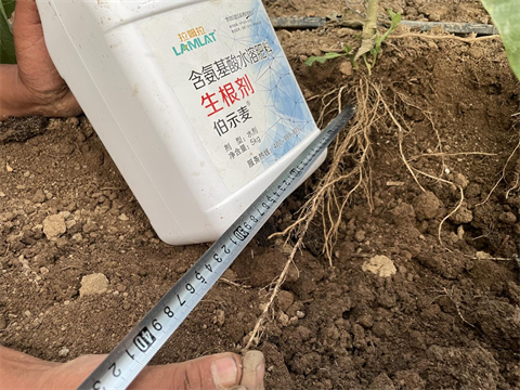 水溶肥廠家,茄子種植,伯示麥水溶肥 水溶肥廠家,茄子種植,伯示麥水溶肥