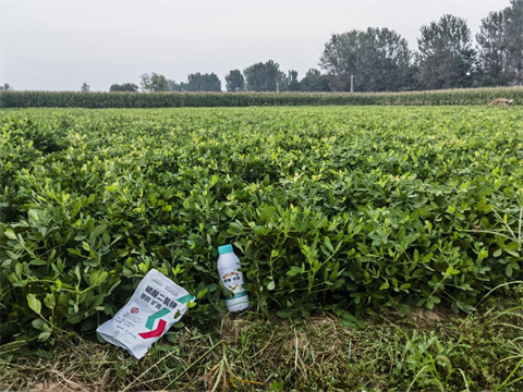 進(jìn)口葉面肥,花生施肥,翠姆葉面肥 進(jìn)口葉面肥,花生施肥,翠姆葉面肥