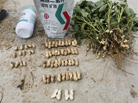 進(jìn)口葉面肥,花生施肥,翠姆葉面肥 進(jìn)口葉面肥,花生施肥,翠姆葉面肥