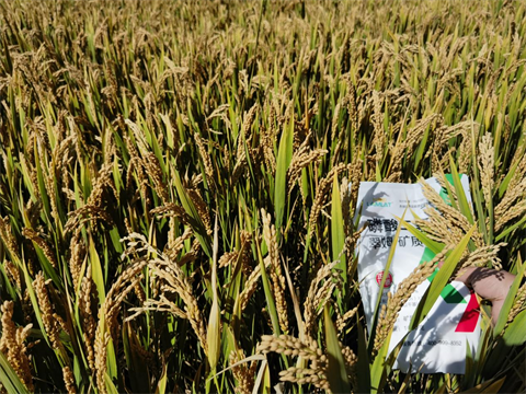 葉面肥廠家,水稻種植,翠姆磷酸二氫鉀 葉面肥廠家,水稻種植,翠姆磷酸二氫鉀