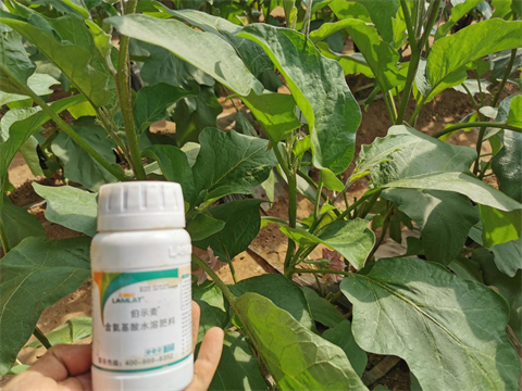 進(jìn)口水溶肥,茄子施肥,伯示麥水溶肥 進(jìn)口水溶肥,茄子施肥,伯示麥水溶肥