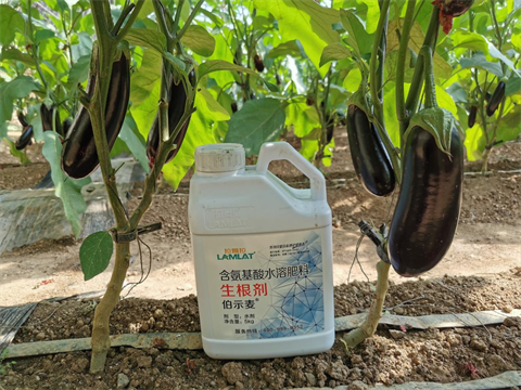 進(jìn)口水溶肥,茄子施肥,伯示麥水溶肥 進(jìn)口水溶肥,茄子施肥,伯示麥水溶肥