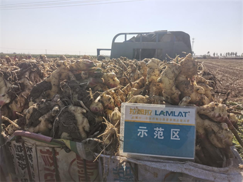 水溶肥廠家,大姜種植,拉姆拉水溶肥 水溶肥廠家,大姜種植,拉姆拉水溶肥