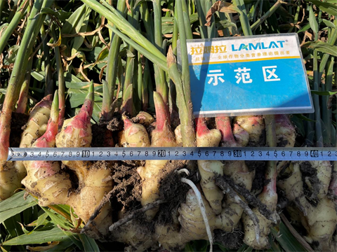 水溶肥廠家,大姜種植,拉姆拉水溶肥 水溶肥廠家,大姜種植,拉姆拉水溶肥