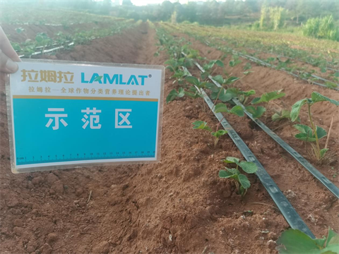 水溶肥廠家,草莓移栽,翠姆水溶肥 水溶肥廠家,草莓移栽,翠姆水溶肥