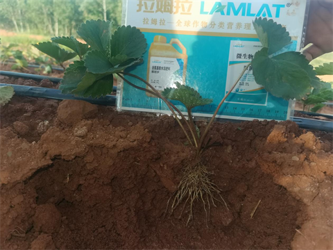 水溶肥廠家,草莓移栽,翠姆水溶肥 水溶肥廠家,草莓移栽,翠姆水溶肥