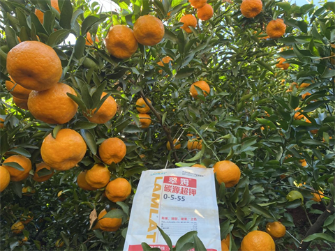 水溶肥廠(chǎng)家,柑橘種植,拉姆拉水溶肥