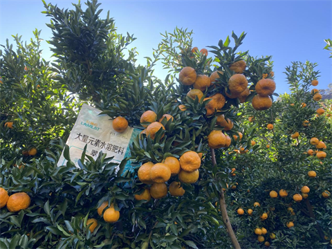 水溶肥廠(chǎng)家,柑橘種植,拉姆拉水溶肥