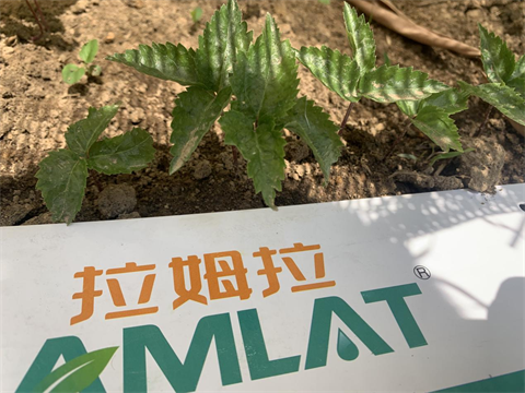 水溶肥廠家,中草藥種植,拉姆拉水溶肥 水溶肥廠家,中草藥種植,拉姆拉水溶肥