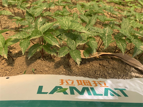 水溶肥廠家,中草藥種植,拉姆拉水溶肥 水溶肥廠家,中草藥種植,拉姆拉水溶肥