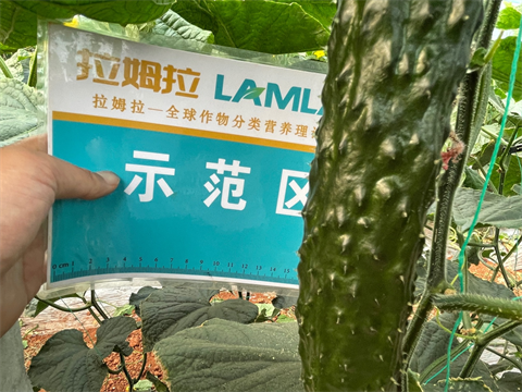 有機(jī)水溶肥,黃瓜種植,拉姆拉水溶肥 有機(jī)水溶肥,黃瓜種植,拉姆拉水溶肥