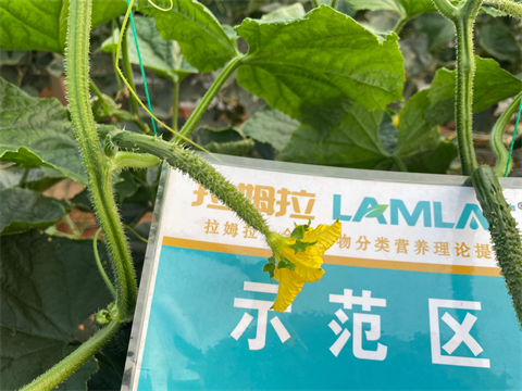 有機(jī)水溶肥,黃瓜種植,拉姆拉水溶肥 有機(jī)水溶肥,黃瓜種植,拉姆拉水溶肥