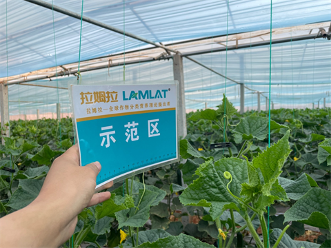 有機(jī)水溶肥,黃瓜種植,拉姆拉水溶肥 有機(jī)水溶肥,黃瓜種植,拉姆拉水溶肥