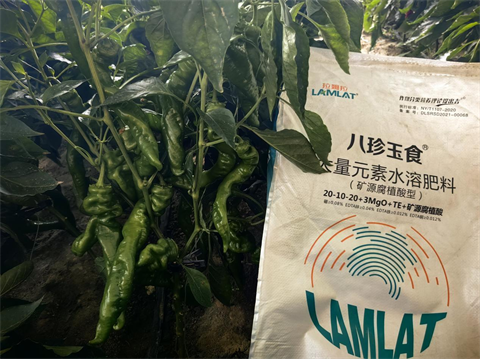 水溶肥廠家,辣椒落花落果,拉姆拉水溶肥 水溶肥廠家,辣椒落花落果,拉姆拉水溶肥