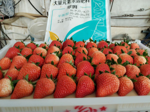 水溶肥廠家,草莓施肥,翠姆水溶肥 水溶肥廠家,草莓施肥,翠姆水溶肥