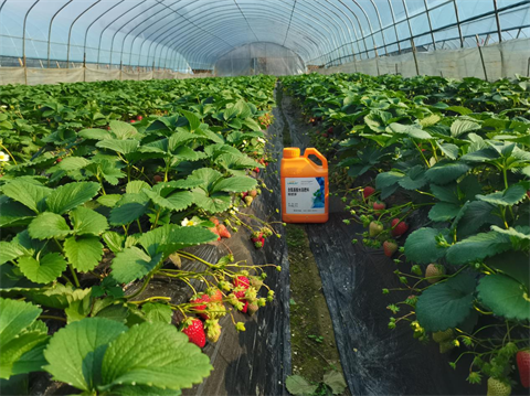 水溶肥廠家,草莓施肥,翠姆水溶肥 水溶肥廠家,草莓施肥,翠姆水溶肥