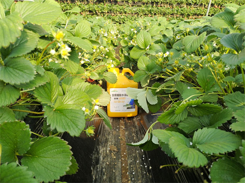 水溶肥廠家,草莓施肥,翠姆水溶肥 水溶肥廠家,草莓施肥,翠姆水溶肥