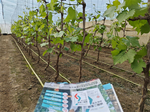 水溶肥品牌,葡萄施肥,翠姆水溶肥 水溶肥品牌,葡萄施肥,翠姆水溶肥