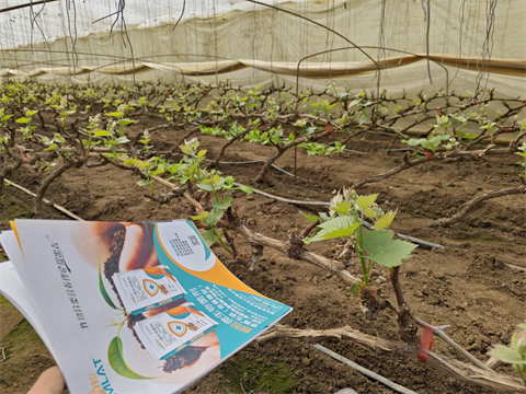 水溶肥品牌,葡萄施肥,翠姆水溶肥 水溶肥品牌,葡萄施肥,翠姆水溶肥