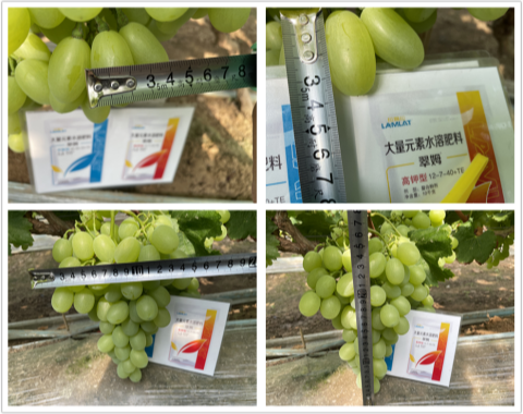 進口水溶肥,葡萄施肥,翠姆大量元素水溶肥 進口水溶肥,葡萄施肥,翠姆大量元素水溶肥