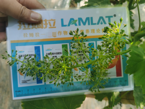 進口水溶肥,葡萄施肥,翠姆大量元素水溶肥 進口水溶肥,葡萄施肥,翠姆大量元素水溶肥