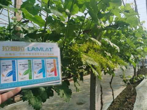 進口水溶肥,葡萄施肥,翠姆大量元素水溶肥 進口水溶肥,葡萄施肥,翠姆大量元素水溶肥