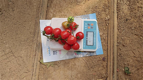 進(jìn)口水溶肥,圣女果種植,翠姆微生物菌劑 進(jìn)口水溶肥,圣女果種植,翠姆微生物菌劑