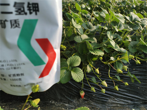 葉面肥廠家,翠姆水溶肥,礦質(zhì)磷酸二氫鉀 葉面肥廠家,翠姆水溶肥,礦質(zhì)磷酸二氫鉀