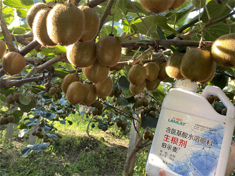 進(jìn)口水溶肥,獼猴桃施肥,伯示麥生根劑 進(jìn)口水溶肥,獼猴桃施肥,伯示麥生根劑