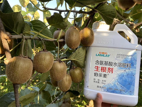 進(jìn)口水溶肥,獼猴桃施肥,伯示麥生根劑 進(jìn)口水溶肥,獼猴桃施肥,伯示麥生根劑