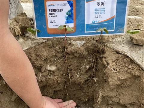 水溶肥廠家,棉花出苗水,拉姆拉岀喵水 水溶肥廠家,棉花出苗水,拉姆拉岀喵水