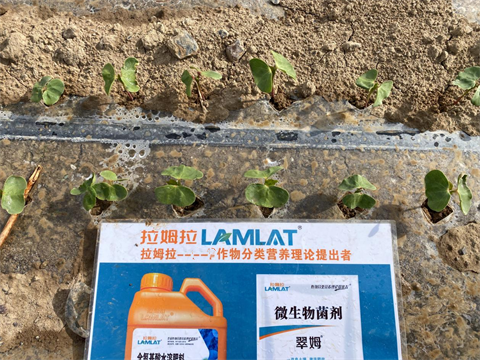 水溶肥廠家,棉花出苗水,拉姆拉岀喵水 水溶肥廠家,棉花出苗水,拉姆拉岀喵水