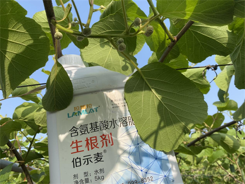 水溶肥廠家,獼猴桃施肥,拉姆拉水溶肥 水溶肥廠家,獼猴桃施肥,拉姆拉水溶肥