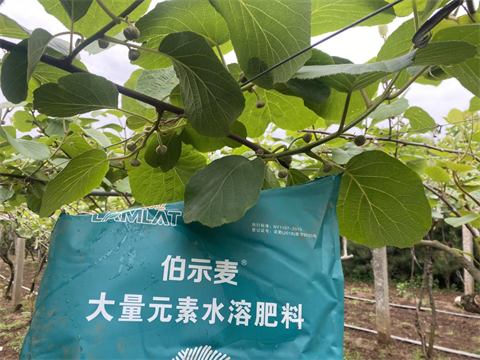 水溶肥廠家,獼猴桃施肥,拉姆拉水溶肥 水溶肥廠家,獼猴桃施肥,拉姆拉水溶肥