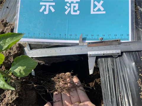 水溶肥廠家,工業(yè)辣椒種植,翠姆水溶肥 水溶肥廠家,工業(yè)辣椒種植,翠姆水溶肥