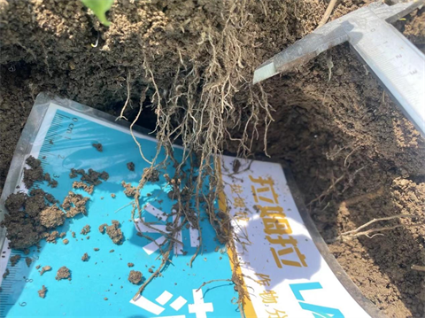 水溶肥廠家,工業(yè)辣椒種植,翠姆水溶肥 水溶肥廠家,工業(yè)辣椒種植,翠姆水溶肥