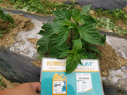 水溶肥廠家,工業(yè)辣椒種植,翠姆水溶肥 水溶肥廠家,工業(yè)辣椒種植,翠姆水溶肥