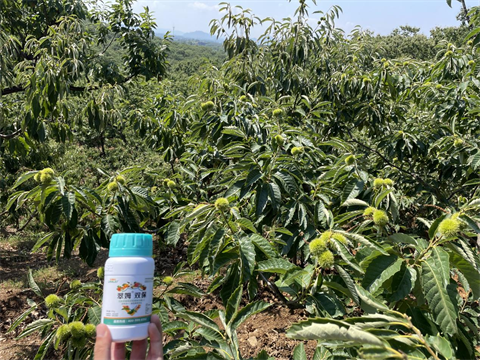 葉面肥廠家,板栗種植,翠姆葉面肥 葉面肥廠家,板栗種植,翠姆葉面肥