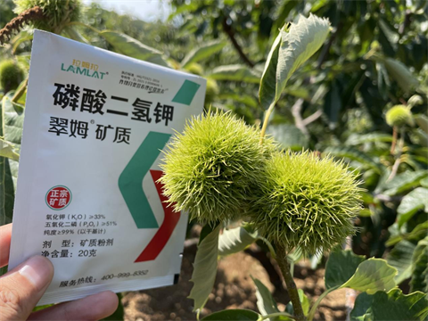 葉面肥廠家,板栗種植,翠姆葉面肥 葉面肥廠家,板栗種植,翠姆葉面肥