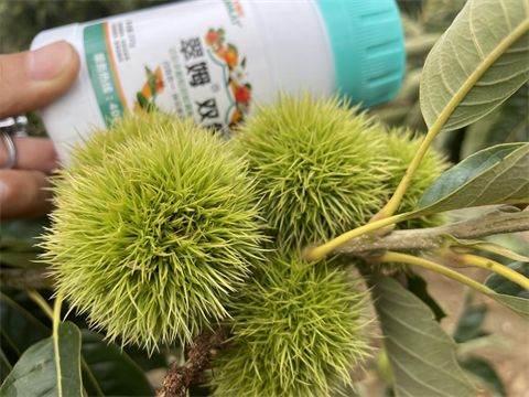 葉面肥廠家,板栗種植,翠姆葉面肥 葉面肥廠家,板栗種植,翠姆葉面肥