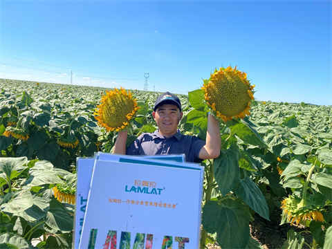 葉面肥廠家,葵花種植,翠姆雙保 葉面肥廠家,葵花種植,翠姆雙保