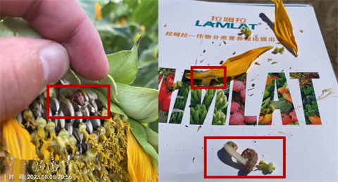 葉面肥廠家,葵花種植,翠姆雙保 葉面肥廠家,葵花種植,翠姆雙保