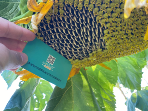 葉面肥廠家,葵花種植,翠姆雙保 葉面肥廠家,葵花種植,翠姆雙保